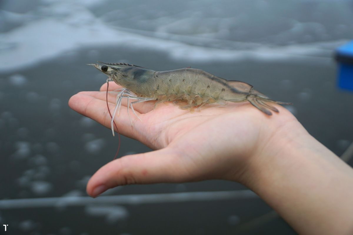 Tôm thẻ chân trắng